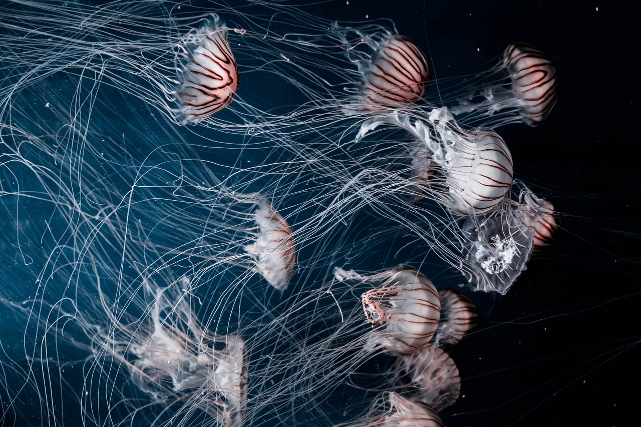 découvrez la blue ocean strategy, une approche innovante de la stratégie d'entreprise qui vous aide à sortir de la concurrence acharnée en créant de nouveaux marchés et en générant de la valeur durable.